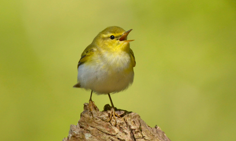 Wood warbler perched on a log, singing