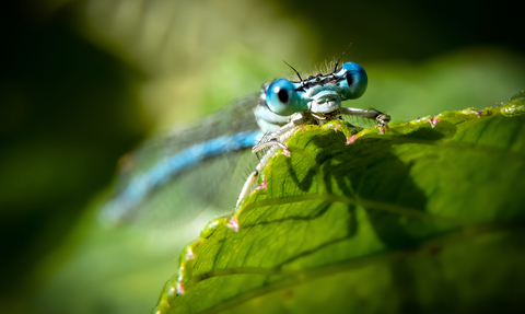 White-legged damselfly, macro image showing large, blue compound eyes