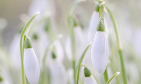 A close up image of snowdrops in soft focus