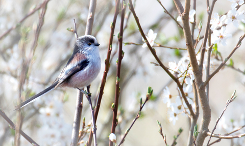 Long-tailed tit perched on a tree branch surrounded by spring blossom