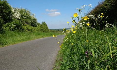 Wildflowers growing on a road verge