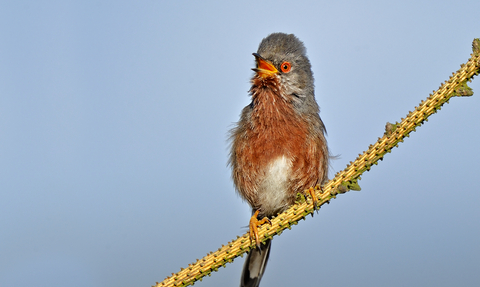 Dartford warbler singing from a branch