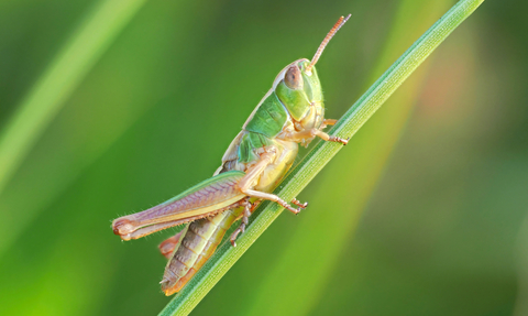 Grasshopper on blade of grass