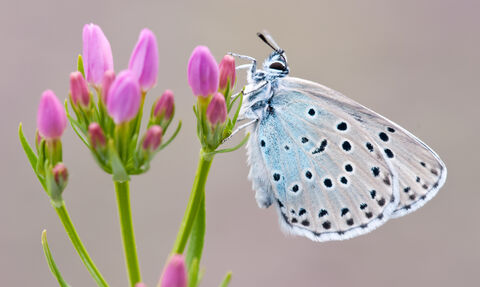 Large blue butterfly