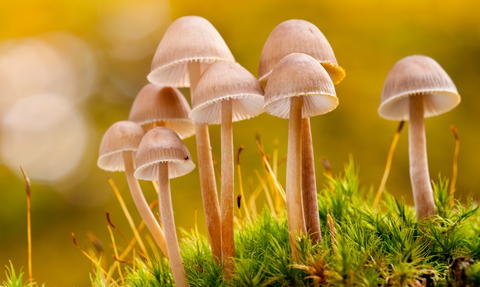 Macro image of a group of mushrooms