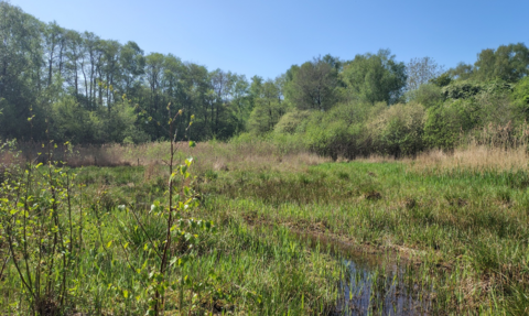 Dry Sandford Pit reedbeds in spring