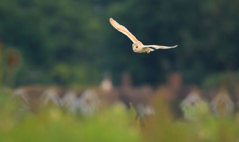 Barn owl in flight with houses in the background