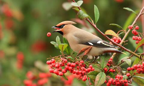 Waxwing perched on a tree branch, dropping a red berry