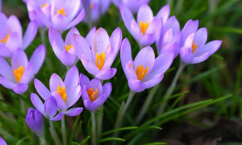 A group of purple crocuses with bright orange stamens