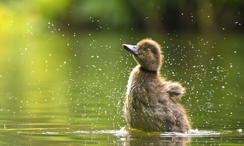 Tufted duckling splashing in water
