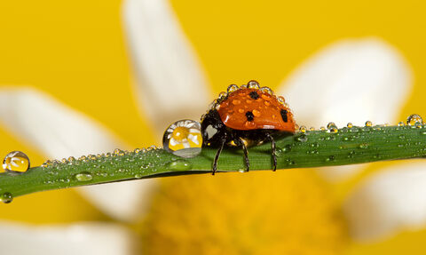Macro image of a ladybird on a blade of grass covered in dew drops. A daisy flower is reflected in the drops.