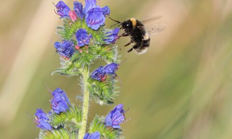 A bumblebee alighting on the blue viper's-bugloss flowers