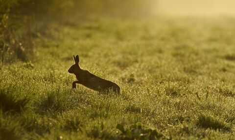 Hare running through a field in early morning light