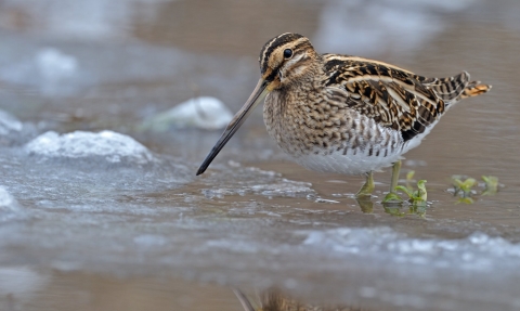 common snipe