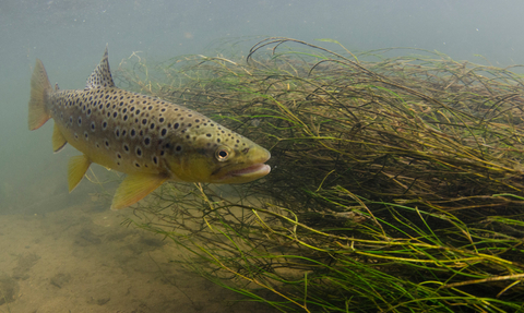 Brown trout