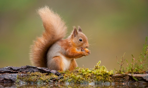 Red squirrel