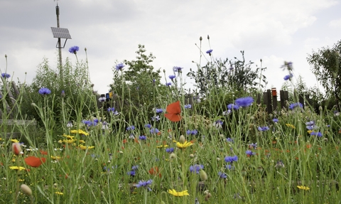 Wildlife garden