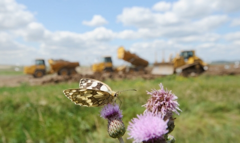 Marbled white on thistle with bulldozers in the background