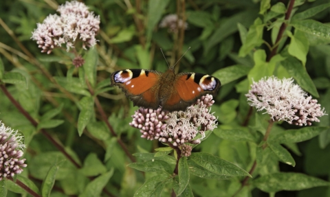 Peacock butterfly