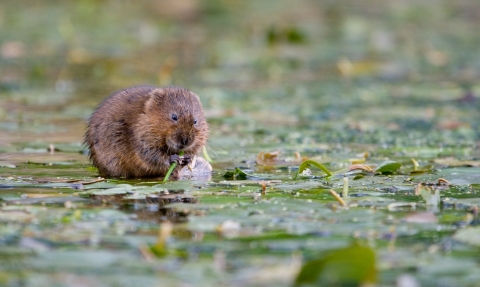 Water vole