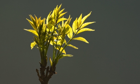 Ash tree in spring