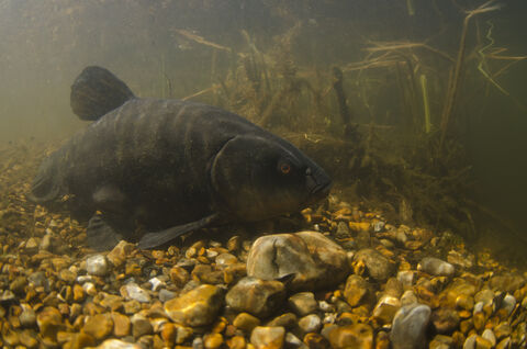 Tench | Berks Bucks and Oxon Wildlife Trust
