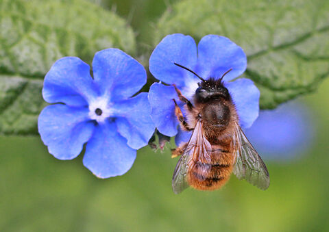 Different kinds of bees | Berks Bucks and Oxon Wildlife Trust