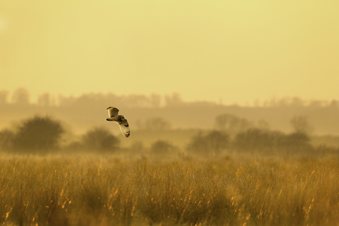 (c) Bbowt.org.uk