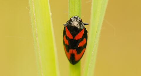 Red-and-black froghopper | Berks Bucks and Oxon Wildlife Trust