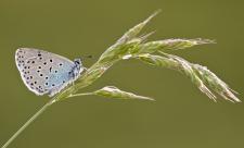 Large blue butterfly