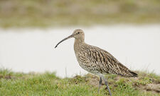 Curlew by Terry Whittaker/2020Vision
