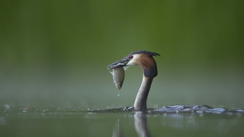 Great Crested Grebe with fish