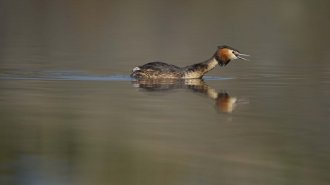 Great Crested Grebe