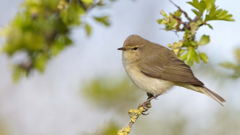 Chiffchaff