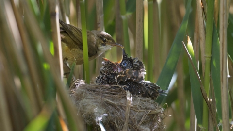 Cuckoo chick and reed warbler