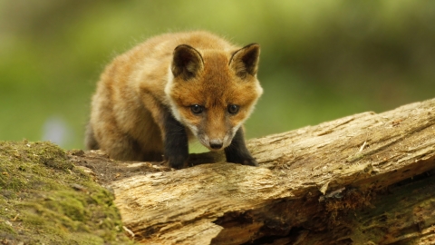 Red fox cub