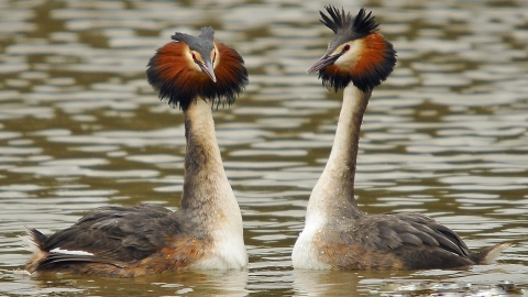 Great Crested Grebe