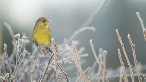 Greenfinch