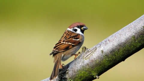 Tree sparrow