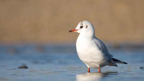 Black-headed Gull