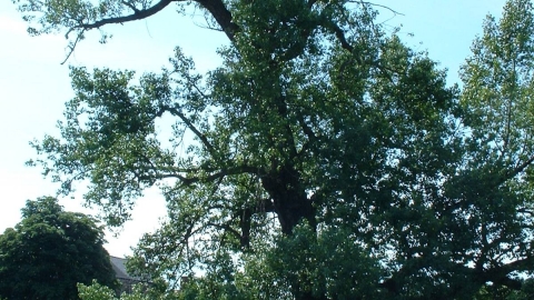 Black Poplar