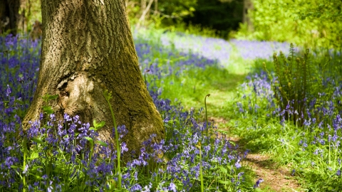 Bluebells