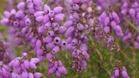 Bell Heather