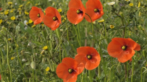 Common Poppy