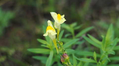 Common Toadflax