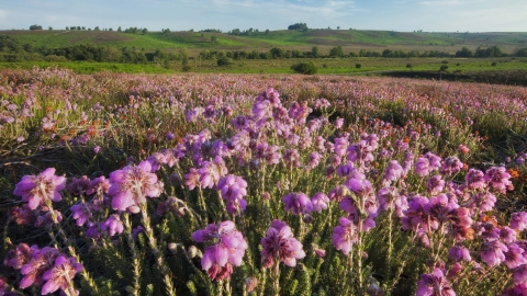 Cross-leaved Heath