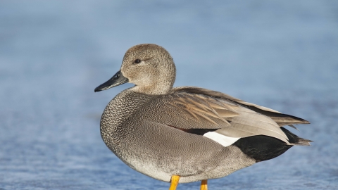 Gadwall