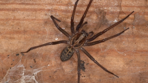 Giant House Spider