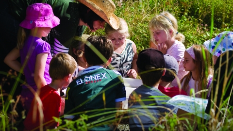 Pond dipping