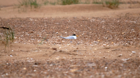 Little Tern